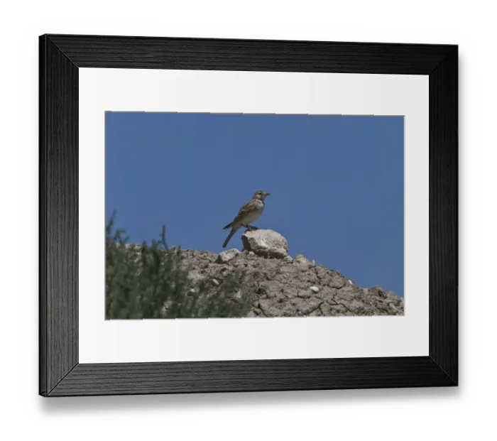 Framed Print : Short-toed Lark (Calandrella brachydactyla) adult, Coto Donana, Andalusia, Spain