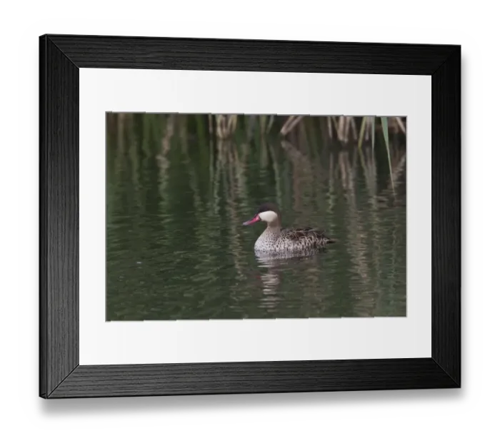 Framed Print : Red billed Teal in the Okavango Framed Print : Red billed Teal in the Okavango