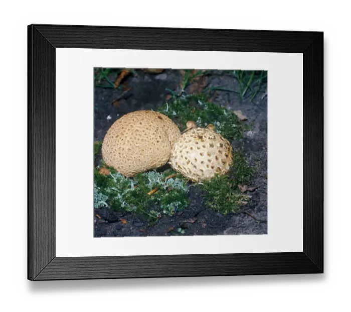Framed Print : Scleroderma citrinum, commonly known as the common earthball, pigskin poison puffball, or common earth ball Framed Print : Scleroderma citrinum, commonly known as the common earthball, pigskin poison puffball, or common earth ball