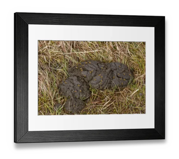 Framed Print : yellow dung flies on cow dung Framed Print : yellow dung flies on cow dung