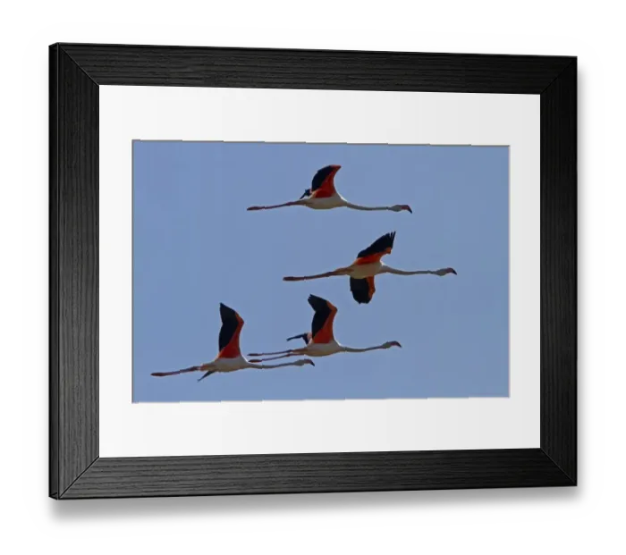 Framed Print : Flock of Greater Flamingos flying, Coto Donana, Spain Framed Print : Flock of Greater Flamingos flying, Coto Donana, Spain