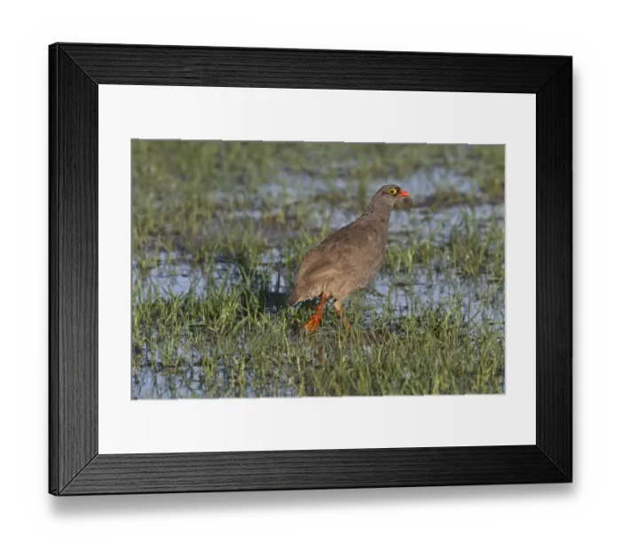 Framed Print : Red billed Spurfowl, note the spur. Botswana Framed Print : Red billed Spurfowl, note the spur. Botswana