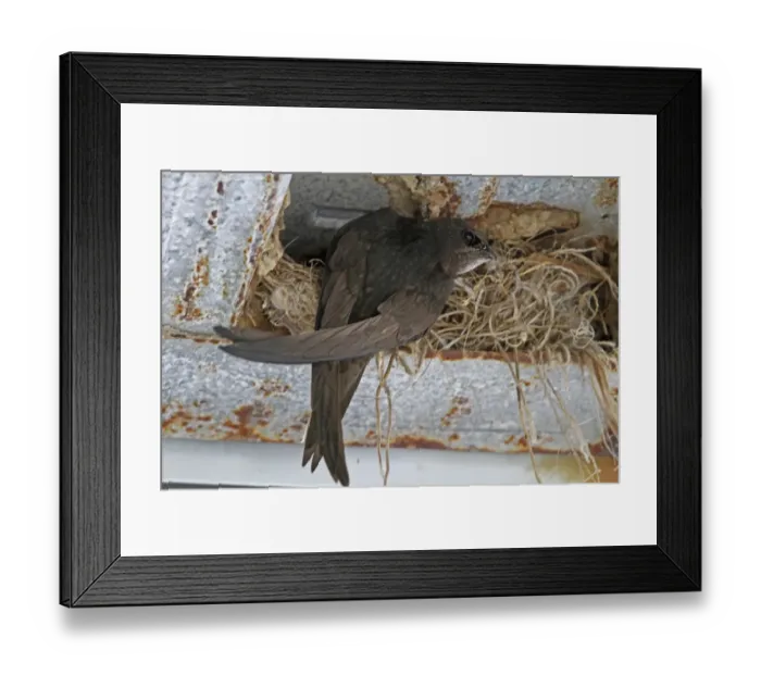 Framed Print : Common Swift at nest in rafter of building - Spain Framed Print : Common Swift at nest in rafter of building - Spain