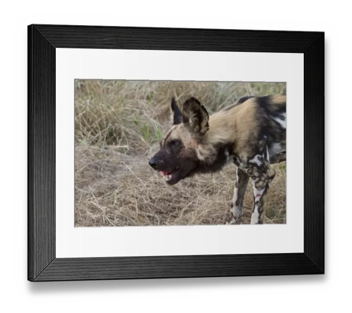 Framed Print : Hunting dog eating meat. Lycaon pictus is a large canid found only in Africa