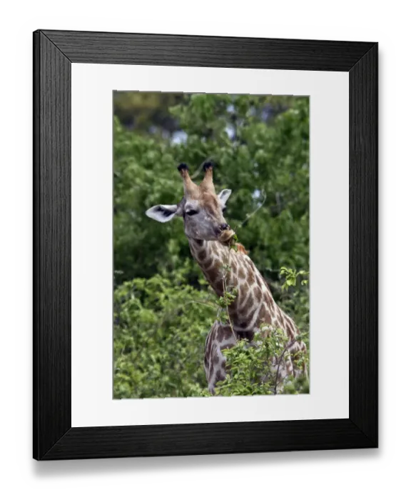 Framed Print : Giraffe feeding on leaves - Botswana Framed Print : Giraffe feeding on leaves - Botswana