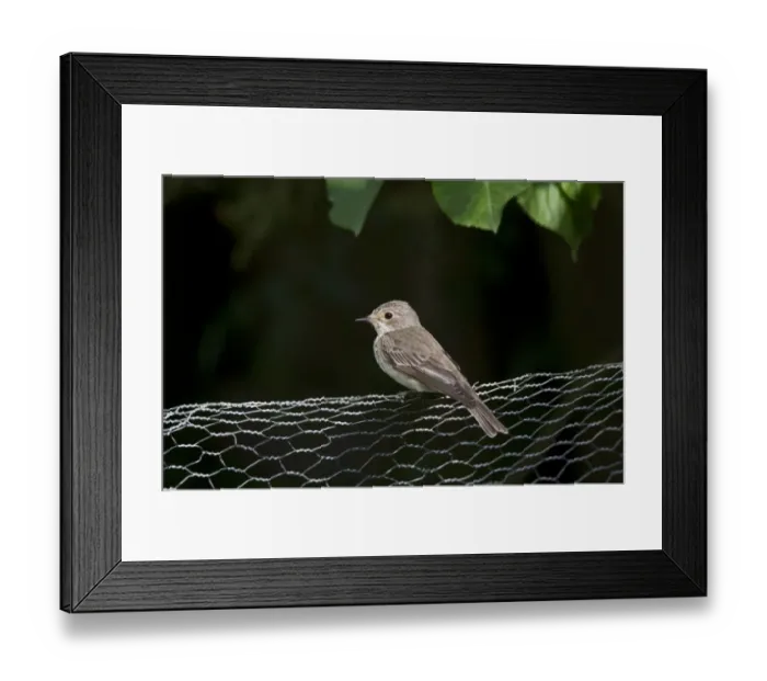 Framed Print : Spotted Flycatcher on garden wire fence Framed Print : Spotted Flycatcher on garden wire fence