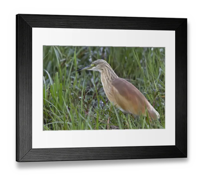 Framed Print : Squacco Heron in breeding plumage. This is a stocky species with a short neck, short thick bill and buff-brown back