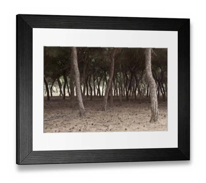 Framed Print : Looking through stone pine trees, Coto Donana, Spain