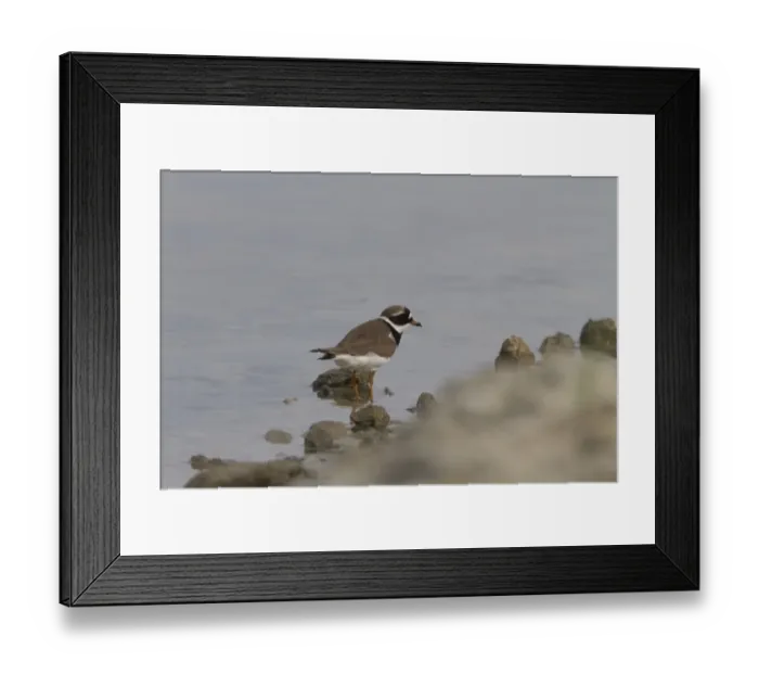 Framed Print : Ringed Plover from the race tundrae from northern Scandinavia and Russia