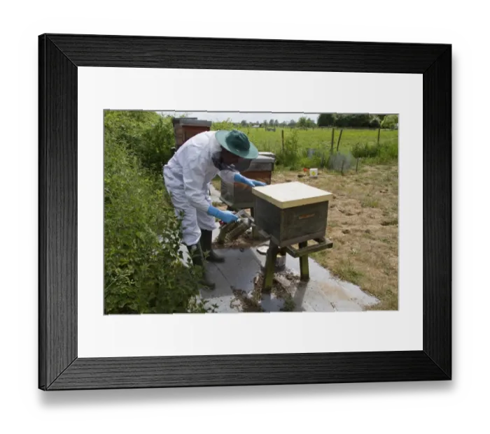 Framed Print : Using a smoker at the bee hive entrance to brood box to pacify the honey bees