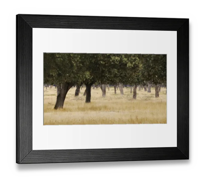 Framed Print : View of dehesa habitat, Salamanca, Castile and Leon, Spain, september Framed Print : View of dehesa habitat, Salamanca, Castile and Leon, Spain, september