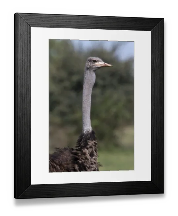 Framed Print : The Ostrich, (Struthio camelus), is a large flightless bird native to Africa