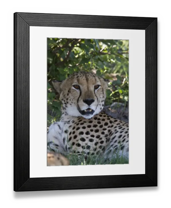Framed Print : The cheetah (Acinonyx jubatus) is an atypical member of the cat family (Felidae) that is unique in its speed Framed Print : The cheetah (Acinonyx jubatus) is an atypical member of the cat family (Felidae) that is unique in its speed