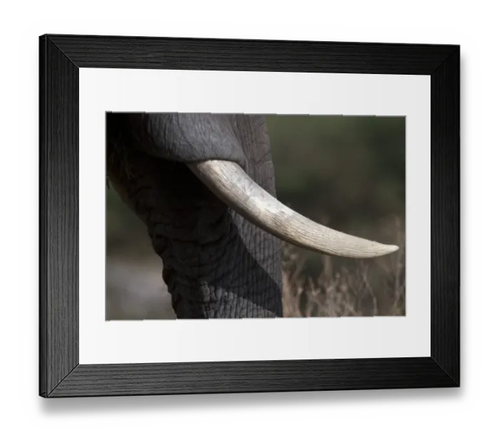 Framed Print : The Ivory tusk of the African Elephant from Botswana Framed Print : The Ivory tusk of the African Elephant from Botswana