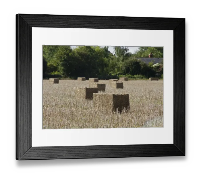Framed Print : Oilseed rape straw bales