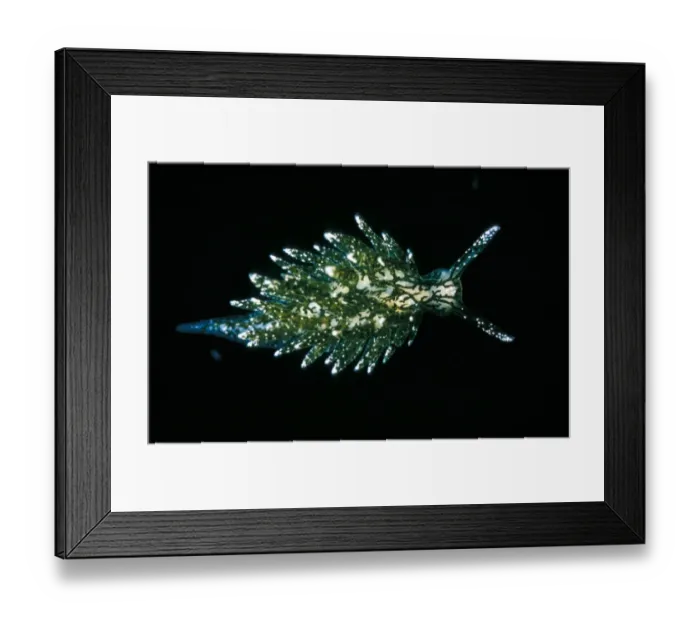Framed Print : placida hermaea dendritica Framed Print : placida hermaea dendritica