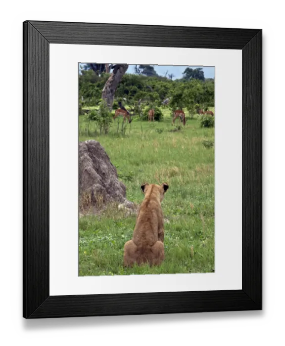Framed Print : Female lion watches impala herd from the cover of a termite hill Framed Print : Female lion watches impala herd from the cover of a termite hill