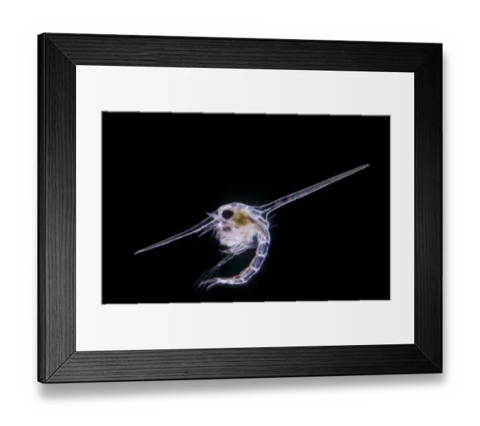 Framed Print : Corystes cassivelaunus, the masked crab, helmet crab or sand crab, is a burrowing crab of the North Atlantic Framed Print : Corystes cassivelaunus, the masked crab, helmet crab or sand crab, is a burrowing crab of the North Atlantic