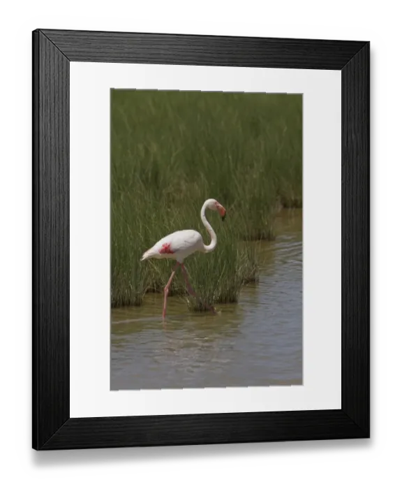 Framed Print : Greater Flamingo wading in marsh land, Coto Donana, Spain