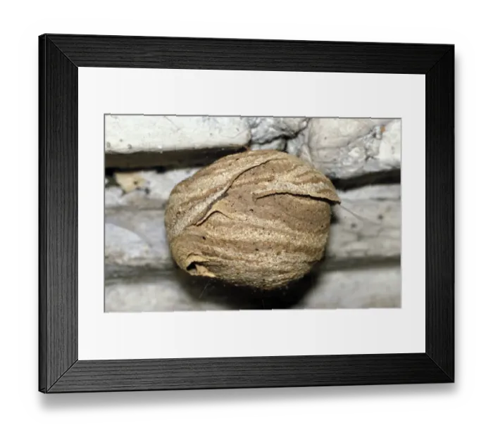 Framed Print : Tree Wasp hive Framed Print : Tree Wasp hive