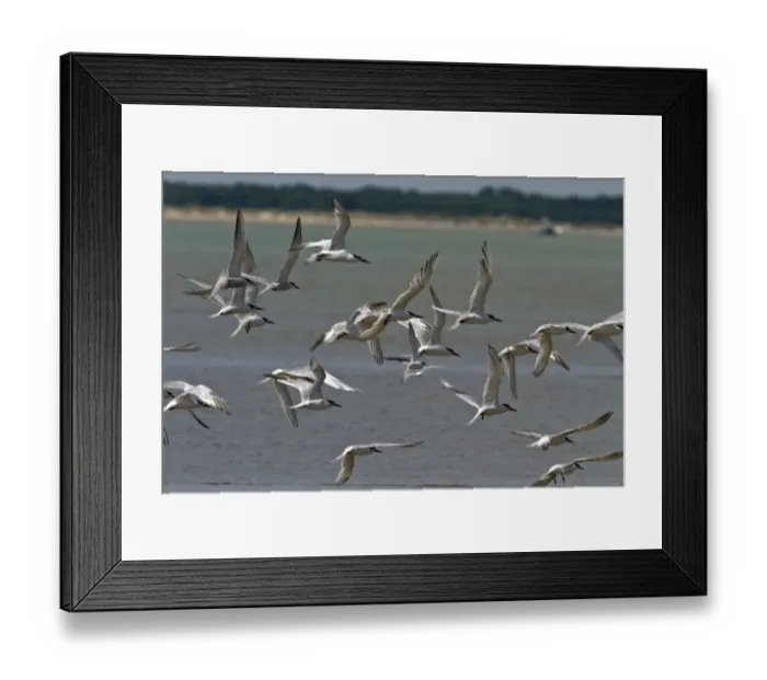 Framed Print : Sandwich Terns with one little tern Framed Print : Sandwich Terns with one little tern