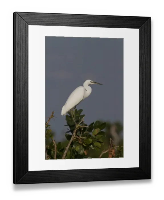 Framed Print : Non Breeding Little Egret - Okavango Botswana
