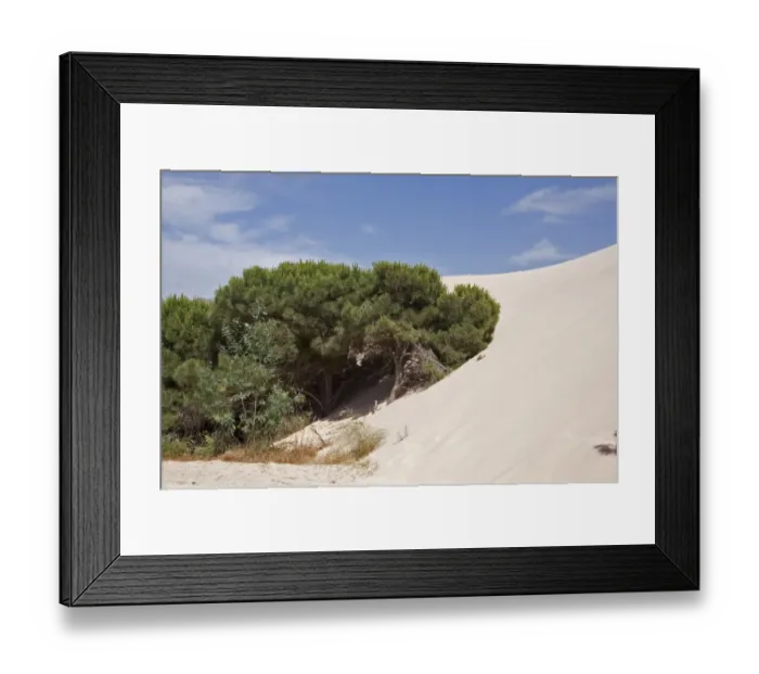 Framed Print : Stone pine trees are engulfed by the moving sand dunes of the Coto Donana, Spain Framed Print : Stone pine trees are engulfed by the moving sand dunes of the Coto Donana, Spain