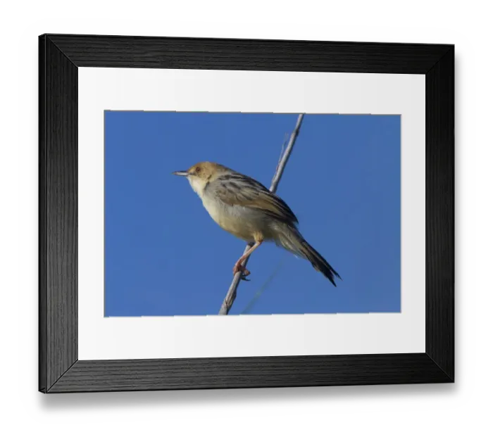 Framed Print : Chirping Cisticola - A locally common resident of the Okavango Delta, Botswana Framed Print : Chirping Cisticola - A locally common resident of the Okavango Delta, Botswana
