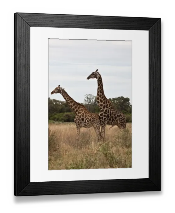 Framed Print : Courting Giraffes # Botswana Framed Print : Courting Giraffes # Botswana