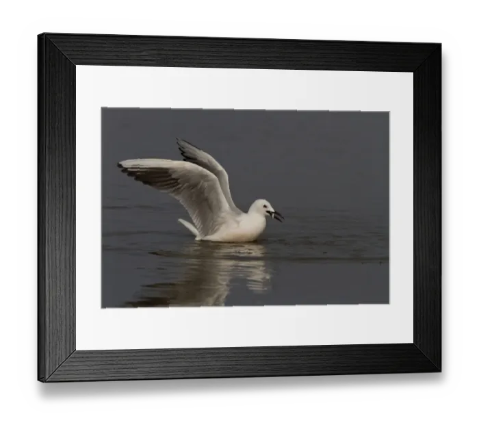 Framed Print : Slender billed gull catching a fish - Coto Donana, Spain
