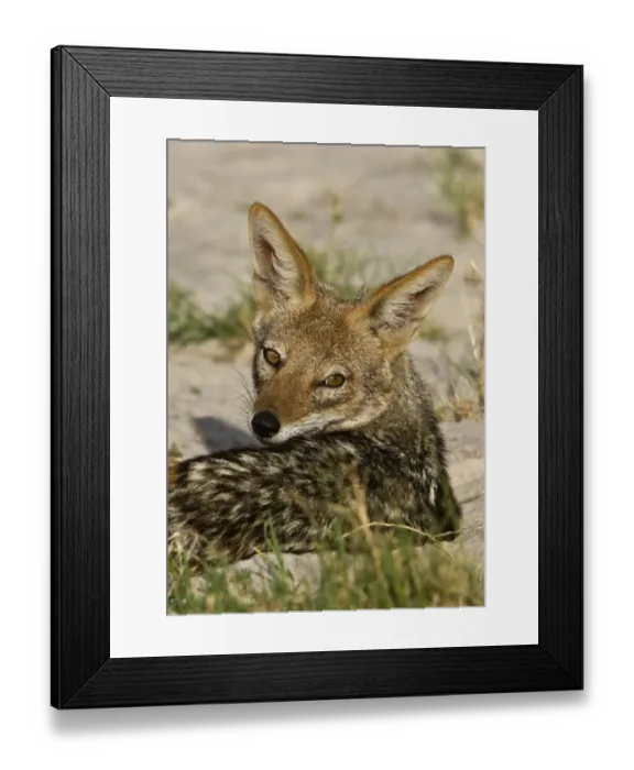 Framed Print : Black Backed Jackal - Botswana Framed Print : Black Backed Jackal - Botswana
