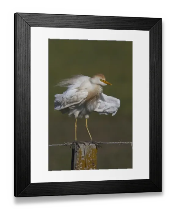 Framed Print : Cattle Egret in summer plumage standing on fence post