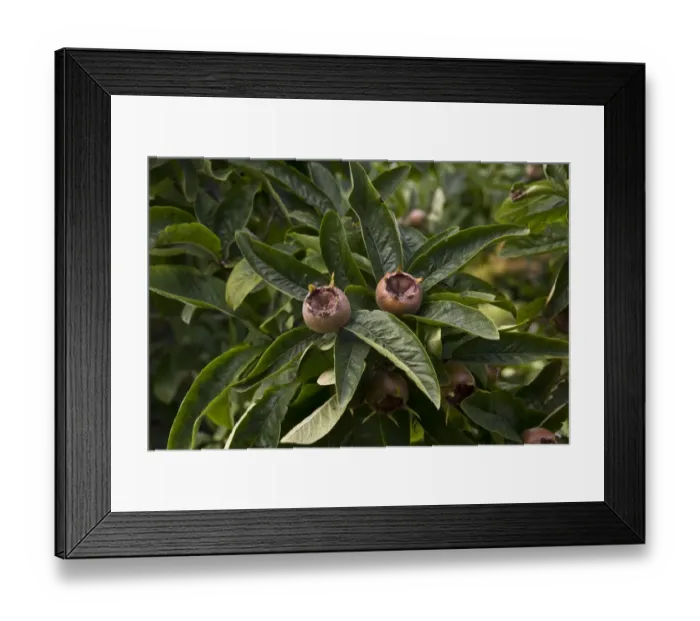 Framed Print : Medlar fruit and leaf Framed Print : Medlar fruit and leaf