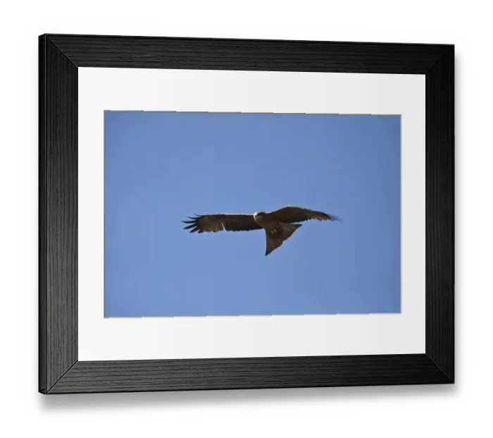 Framed Print : Yellowbilled Kite - Botswana near Kwara Framed Print : Yellowbilled Kite - Botswana near Kwara