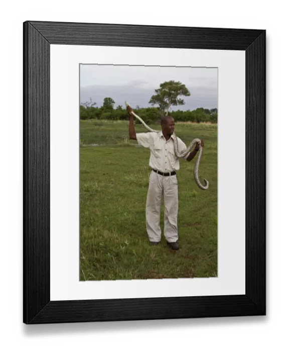 Framed Print : Holding an African Rock Python - Okavango Delta Framed Print : Holding an African Rock Python - Okavango Delta