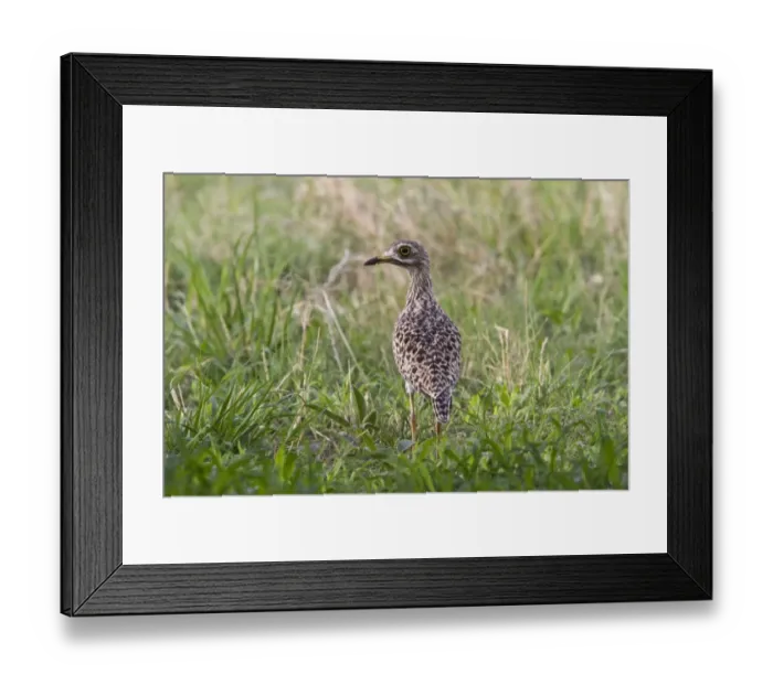 Framed Print : Spotted Thick-knee also known as Sptted Dikkop near Kwara camp Botswana Framed Print : Spotted Thick-knee also known as Sptted Dikkop near Kwara camp Botswana