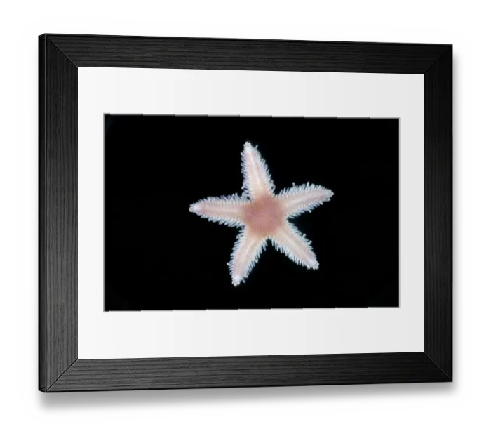 Framed Print : The Luidia sarsi is a species of starfish. young taken 1967 Framed Print : The Luidia sarsi is a species of starfish. young taken 1967
