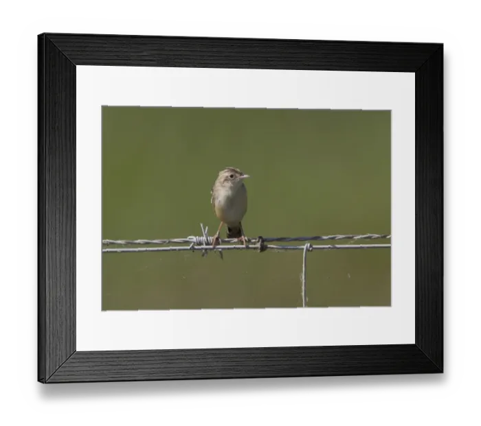 Framed Print : Fan tailed Warbler or Zitting Cisticola on wire fence - Coto Donana, Spain