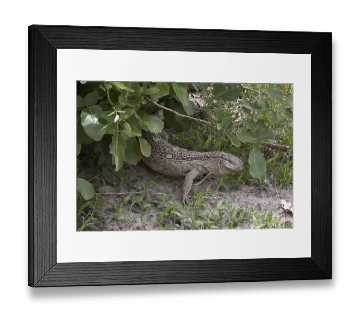 Framed Print : Rock Monitor - varanus albigularis Botswana Framed Print : Rock Monitor - varanus albigularis Botswana