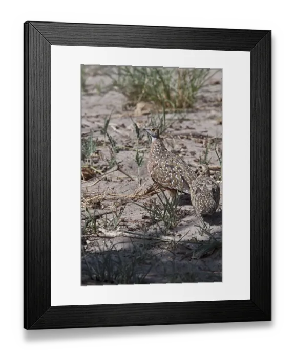 Framed Print : burchells sandgrouse male & female Framed Print : burchells sandgrouse male & female
