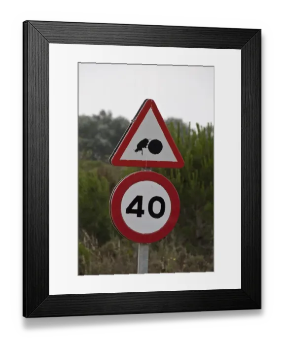 Framed Print : Road sign of dung beetle with dung ball in the Coto Donana national park Andalusia Spain Framed Print : Road sign of dung beetle with dung ball in the Coto Donana national park Andalusia Spain