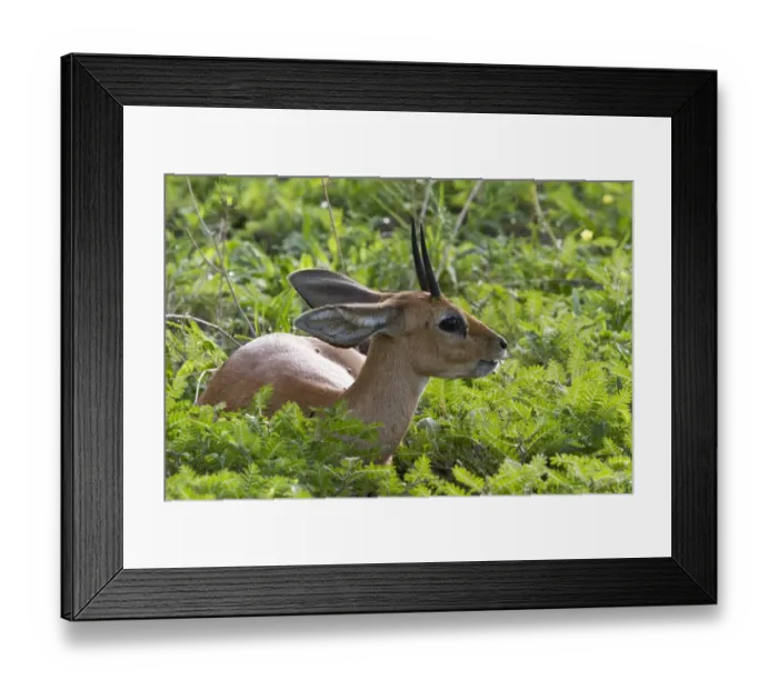 Framed Print : A male Steenbok, only males have horns, a common small antelope over most of southern and eastern Africa Framed Print : A male Steenbok, only males have horns, a common small antelope over most of southern and eastern Africa