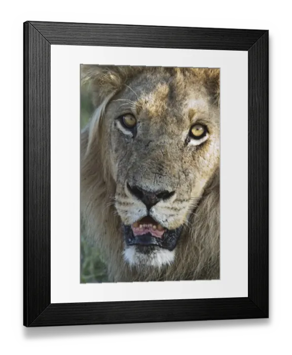 Framed Print : close up face of adult male lion looking intently at the camera lens Framed Print : close up face of adult male lion looking intently at the camera lens