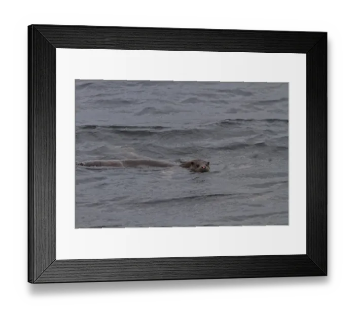 Framed Print : otter swimming in Jura sound. Note the nose, it must have been in a fight Framed Print : otter swimming in Jura sound. Note the nose, it must have been in a fight