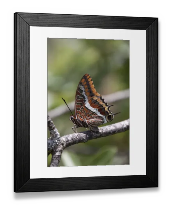 Framed Print : Two tailed pasha Butterfly, claraxes jasius, Extremadura, Spain Framed Print : Two tailed pasha Butterfly, claraxes jasius, Extremadura, Spain