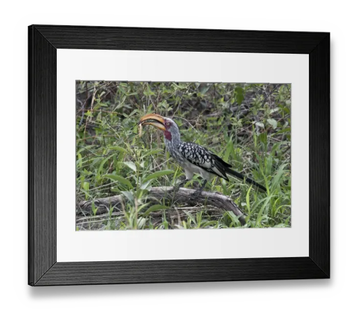 Framed Print : Southern Yellowbilled Hornbill with centipedes Framed Print : Southern Yellowbilled Hornbill with centipedes