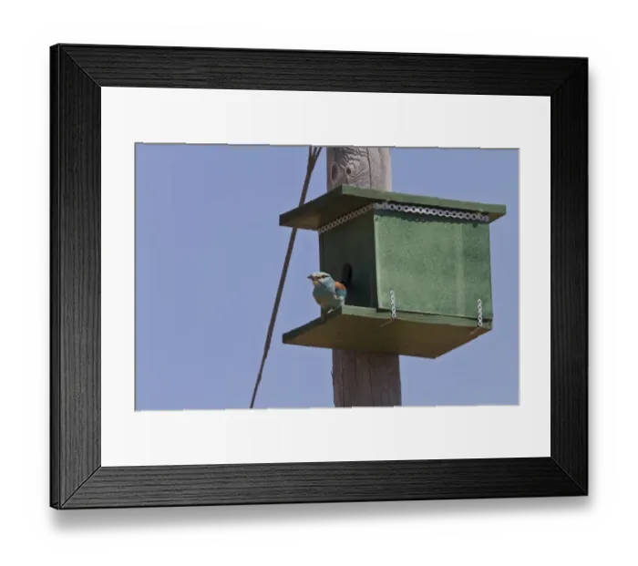 Framed Print : European Roller using nesting box. - Extremadura, Spain Framed Print : European Roller using nesting box. - Extremadura, Spain