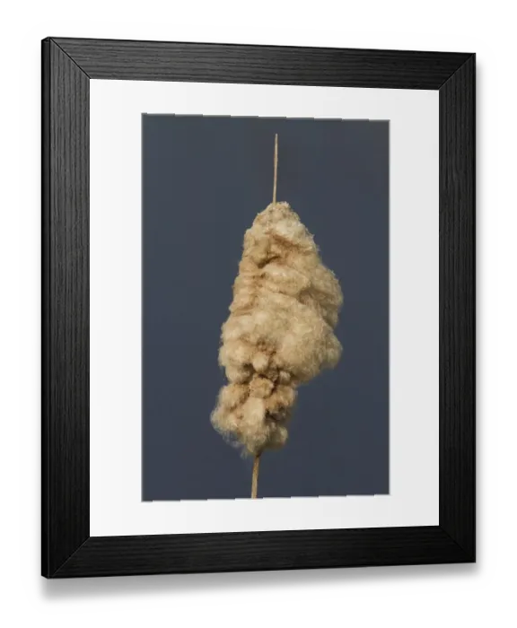 Framed Print : great reedmace or bulrush cottony down fruits Framed Print : great reedmace or bulrush cottony down fruits