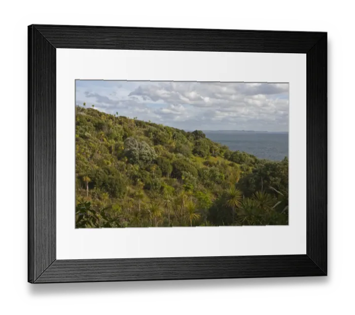 Framed Print : View of coastal habitat on island wildlife sanctuary, Tiritiri Matangi Island, Hauraki Gulf, North Island, New Zealand Framed Print : View of coastal habitat on island wildlife sanctuary, Tiritiri Matangi Island, Hauraki Gulf, North Island, New Zealand