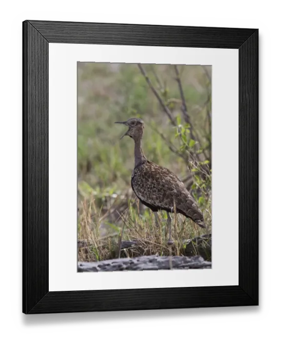 Framed Print : Red Crested Korhaan, Male calling, Bostwana Framed Print : Red Crested Korhaan, Male calling, Bostwana
